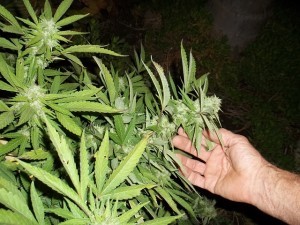 cannabis-364565_640