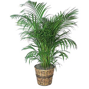 Areca-Palm