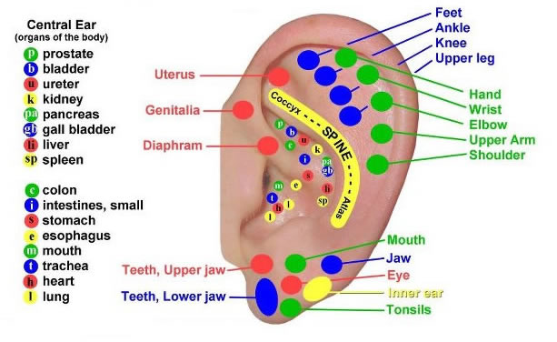 ear reflexology