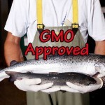 gmo-salmon