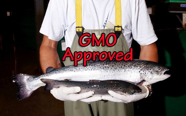 gmo-salmon