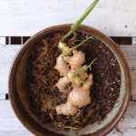 Plant Ginger